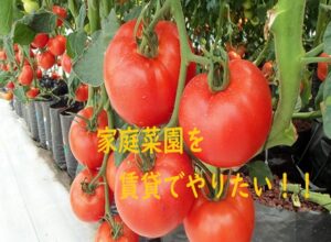 家庭菜園を賃貸でやるなら土の処分不要の水耕栽培がおすすめです！